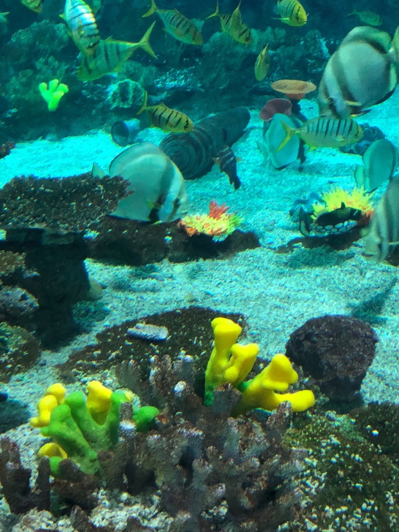 Искусственные кораллы для аквариумов