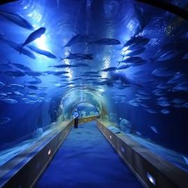 Акриловый туннель в океанариуме