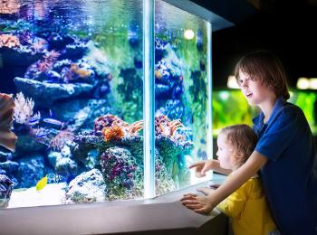Влияние аквариума на здоровье человека